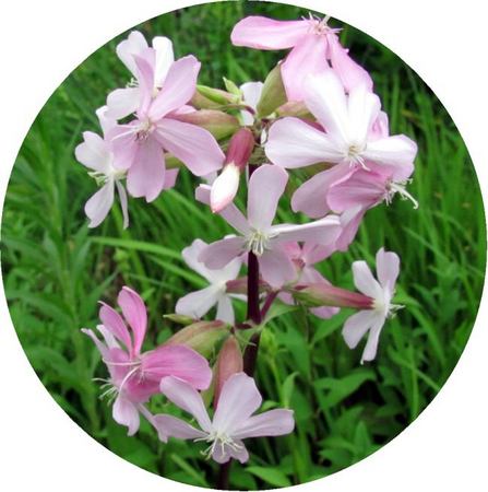 715-hana-p-up.jpg