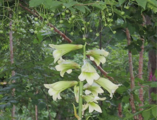 719-oouba-turi.jpg