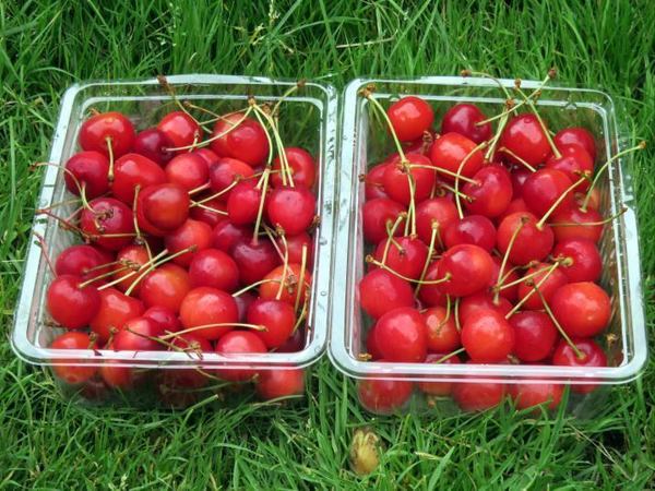 720-cherry.jpg