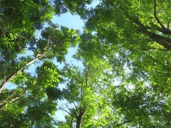 720-green-up.jpg