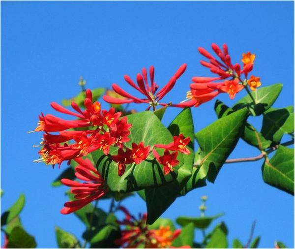 721-akaihana.jpg