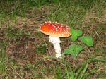 728-benitenn.jpg