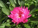 806-pink.jpg