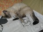 817-neko.jpg