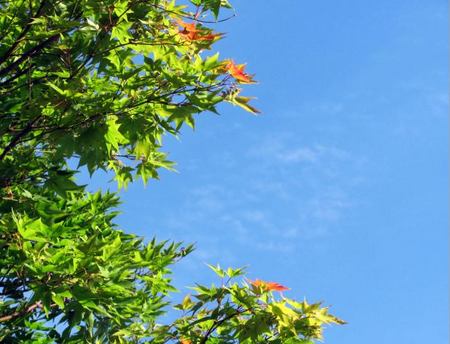 819-momiji.jpg