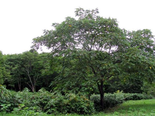 905-onigu-ki.jpg