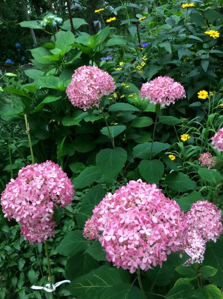 S__2711559.jpg