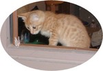 dora-3-gato.jpg