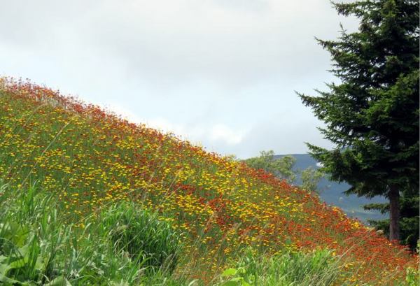 hanabatake-2.jpg