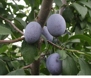 image-p.jpg