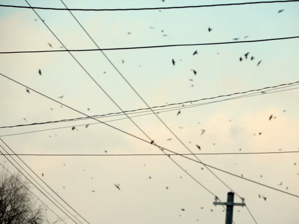 karasu.jpg