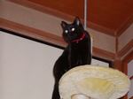 kuroneko.jpg