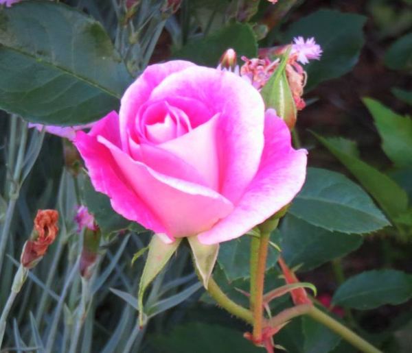 rose.jpg