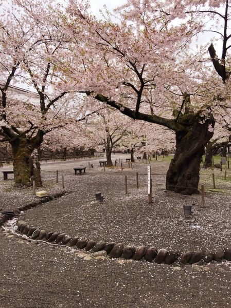 sakura-3.jpg