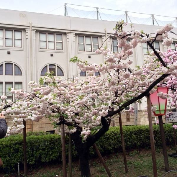 sakura-6.jpg