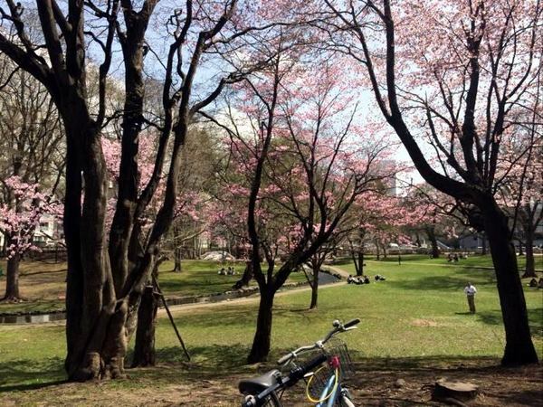 sakura-hokudai-2.jpg