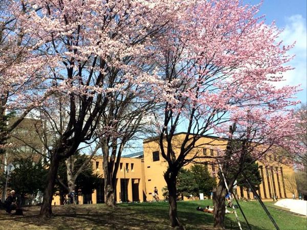 sakura-hokudai.jpg