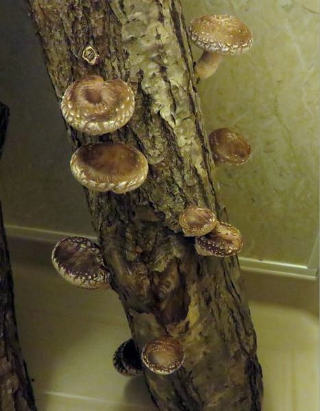 siitake-ze.jpg