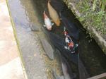 tuwano-koi.jpg