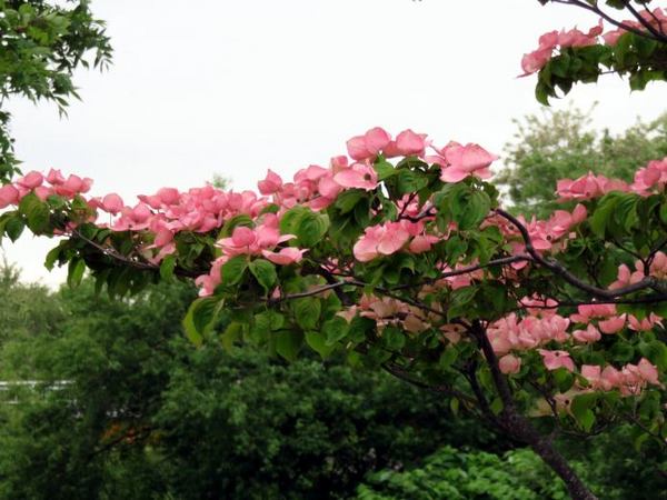 yamabousi-2.jpg