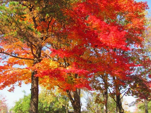 1019-momiji-4.jpg