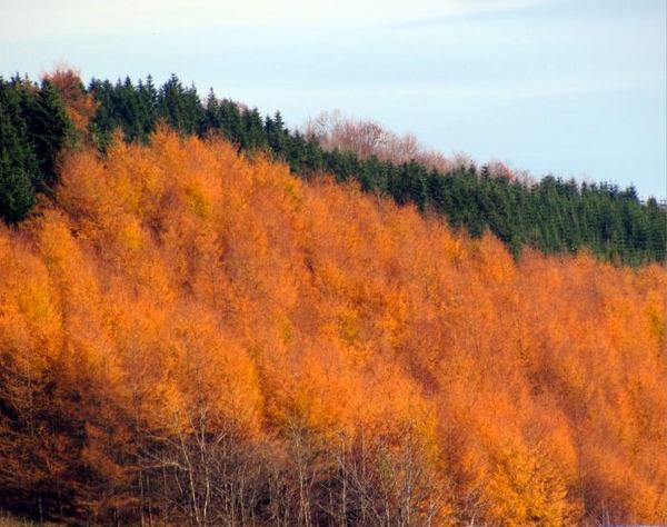 1118-karamatu.jpg